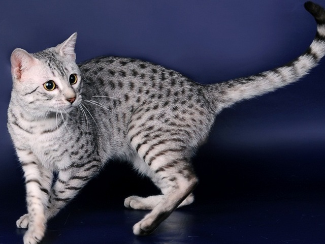 Породы кошек в Старом Крыме | ЗооТом портал о животных