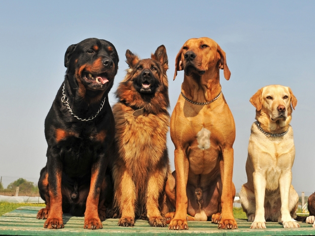 Крупные породы собак в Старом Крыме | ЗооТом портал о животных